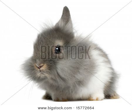 กระต่ายหนุ่ม Lionhead เก่า หน้าพื้นหลังสีขาว 2 เดือน