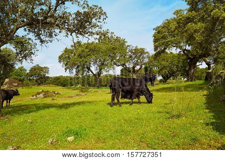 fighting bull grazing in Extremadura dehesa grasslands along Via de la Plata way of Spain