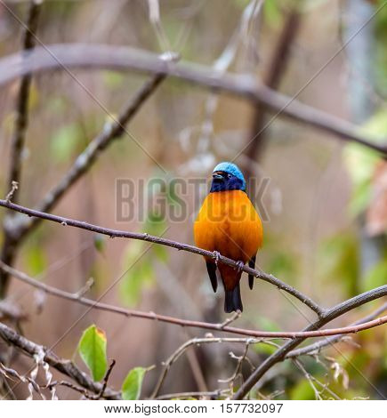 The elegant or blue-hooded euphonia is a species of bird in the Fringillidae family. It is found in Belize, Costa Rica, El Salvador, Guatemala, Honduras, Mexico, Nicaragua, and Panama.