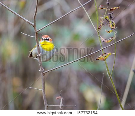 Rufous Capped Warbler in the cloud forests of Mexico.