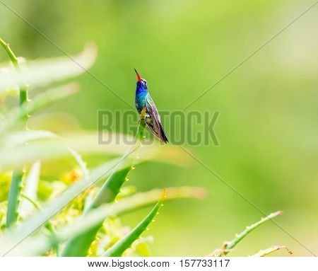 Broad Billed Hummingbird. Using different backgrounds the bird becomes more interesting and blends with the colors. These birds are native to Mexico and brighten up most gardens where flowers bloom.