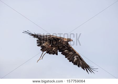 The Eagle Hunters Hunting Rabbit At Ulgii, Mongolia
