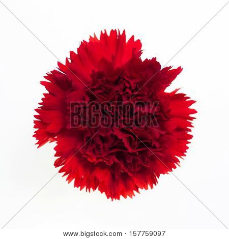 Beautiful red carnation on the white background.