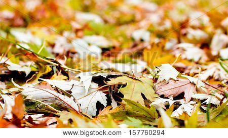 Autumn leaves in the park. Golden autumn