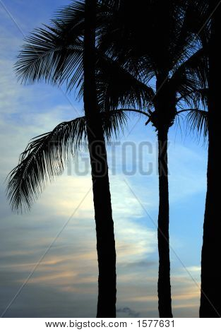 Paradise 02