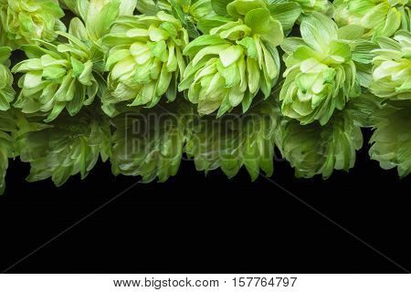 Growing on the branch cones green hops grown for brewing beer, and bread as well as a seasoning for food