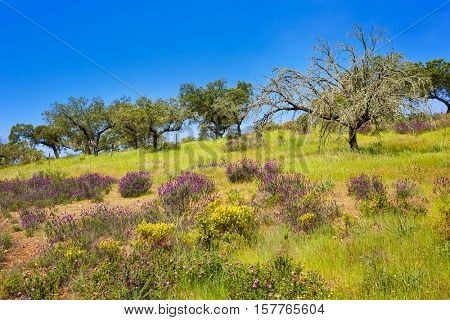 Via de la Plata way to Santiago in Dehesas of Spain at Extremadura Cornalvo and Sierra Bermeja