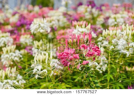 colorful western tare in the garden with background blur