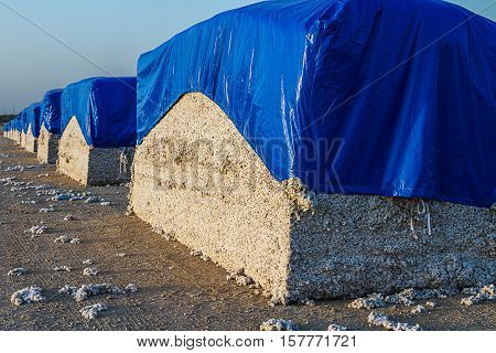 Cotton bales harvest from field Israel .