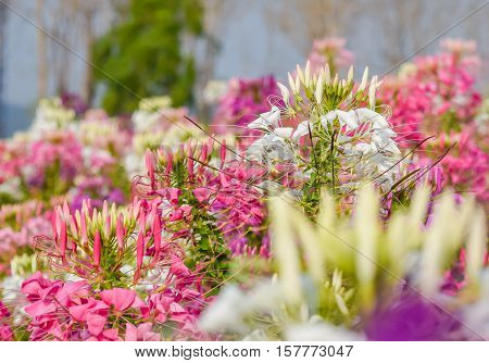 colorful western tare in the garden with background blur