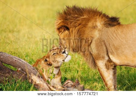 Portrait of beautiful lion and lioness cuddling at African savannah