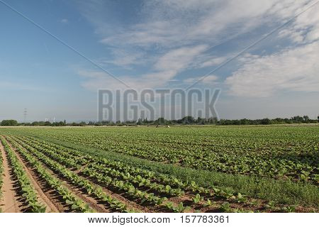Growing Tobacco / Field road among wheat fields