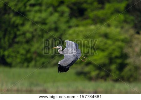 Grey Heron (ardea cinerea) during flight with natural green background