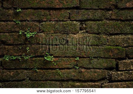 The old brick wall with plant background
