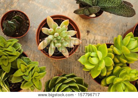 Excellent  group of various succulents in pots. Garden decoration for the soul