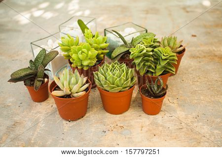 Excellent  group of various succulents in pots. Garden decoration for the soul