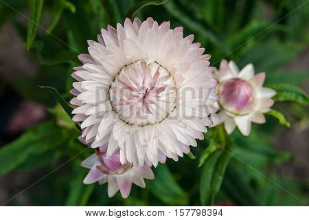 Helichrysum Paper Daisy Straw Flower.