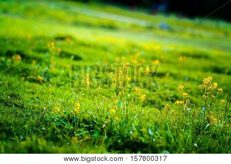 colorful yellow and blue wildflowers on the hillside covered with green grass