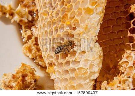 Close Up View Of The Working Bee On The Honeycomb With Sweet Honey. Sweet Honey In The White Plate O