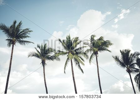 Vintage nature photo of coconut palm tree in seaside tropical coast