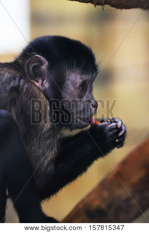 Black young mokey while eating, photo animal portrait