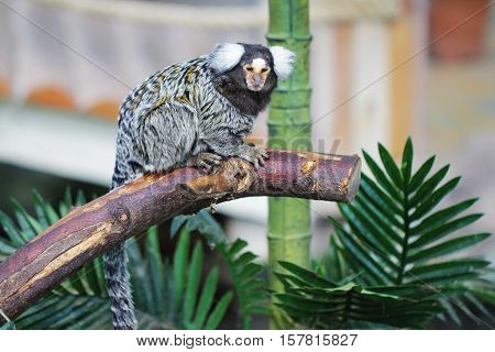 Common marmoset sitting on tree branch animal photo