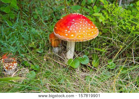 Amanita muscaria mashroom in forest Fly Agaric or Fly Amanita