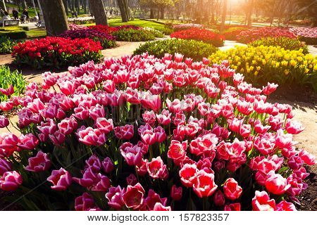 Marvellous Pink Tulips In The Gulhane (rosehouse) Park, Istanbul. Beautiful Outdoor Scenery In Turke