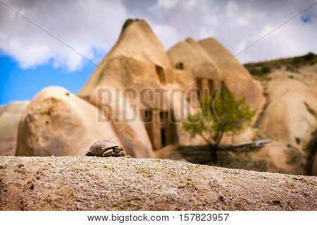 Picture Of Small Turtle In Uchisar Castle Neighborhood. Morning In Famous Uchisar Village, District