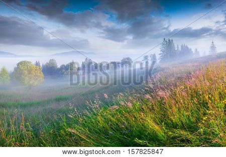 Sunny Summer Morning In The Foggy Mountain Village
