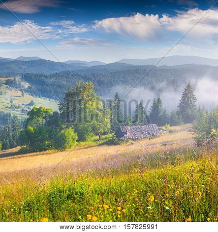 Sunny Summer Mourning In The Foggy Mountains.
