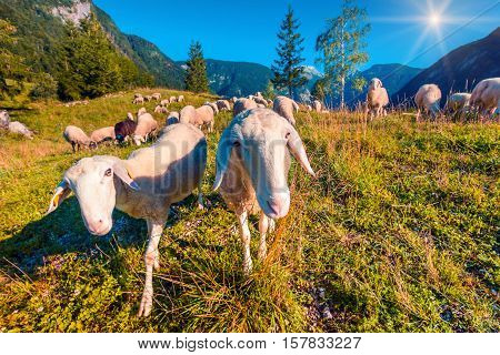 Sheep On Alpine Pasture In Sunny Summer Day