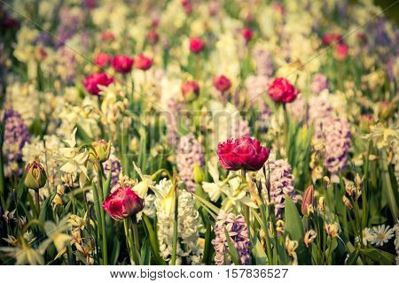 Colorful spring flowers in the Keukenhof park used as backgroun. Beautiful outdoor scenery in Netherlands Europe. Vintage styly.