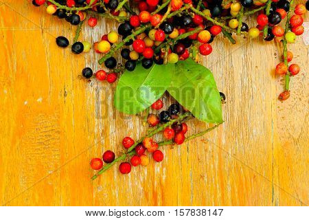 Antidesma puncticulatum Miq.Mamao (thai name) Thailand fruit with medicinal properties. known as Mao Luang is a species of plant in the Phyllanthaceae family. It was early classified as a genus within family Euphorbiaceae but later moved into family Phyll