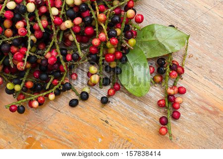 Antidesma puncticulatum Miq.Mamao (thai name) Thailand fruit with medicinal properties. known as Mao Luang is a species of plant in the Phyllanthaceae family. It was early classified as a genus within family Euphorbiaceae but later moved into family Phyll
