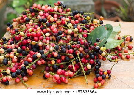 antidesma puncticulatum Miq.Mamao (thai name) Thailand fruit with medicinal properties. known as Mao Luang is a species of plant in the Phyllanthaceae family. It was early classified as a genus within family Euphorbiaceae but later moved into family Phyll