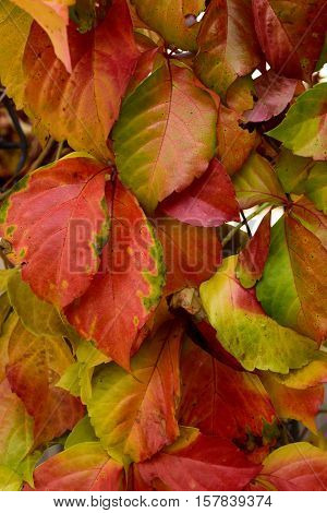 closeup detail of fall leafs - beautifull coloures