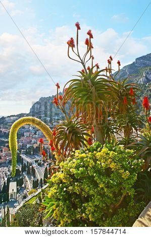 The scenic plants in Exotic Garden of Monaco located on the steep rocky and overlooking the city.