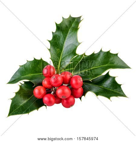Holly berries and leaves on white in closeup