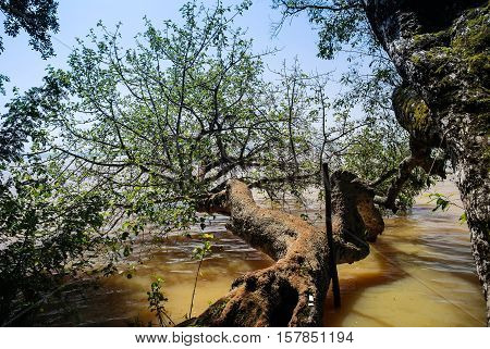 Horizontal tree in the island on Tana lake Ethiopia