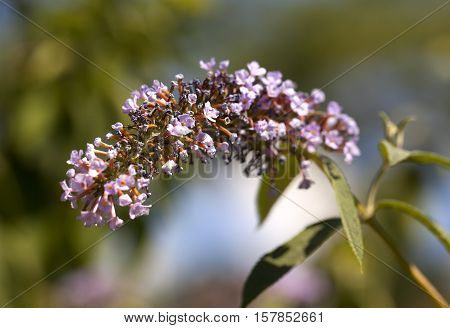 Buddleja David. Nikita Botanical Garden. Republic of Crimea