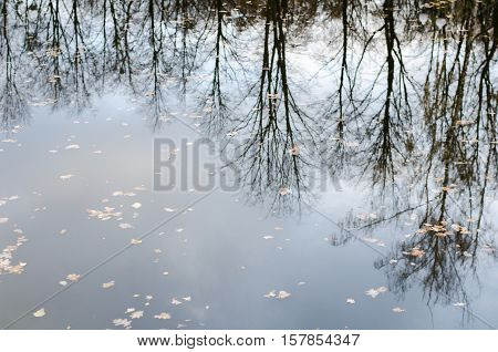 Autumn tranquil background reflection of autumn bare trees reflected upside down in calm dark water surface