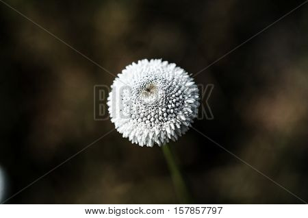 Flower Filed Of Eriocaulon Henryanum Ruhle In Thailand