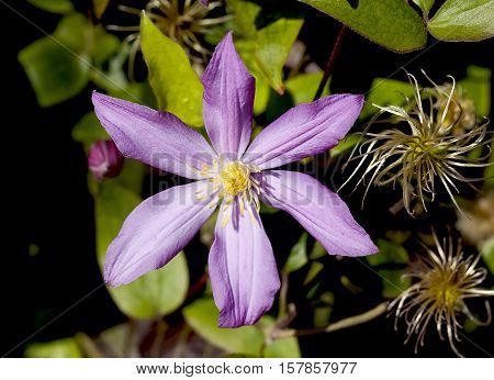 Clematis "Youth". Nikita Botanical Garden. Republic of Crimea
youth