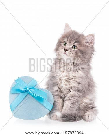 Cute fluffy kitten with gift box isolated over white background
