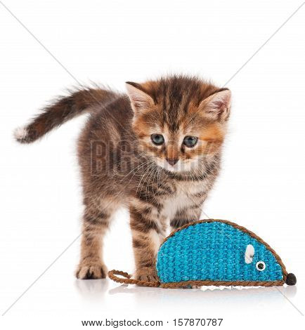 Cute little kitten caught toy mouse isolated on white background