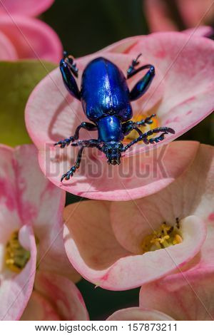 Frog Legged Leaf Beetle (sagra Buqueti)