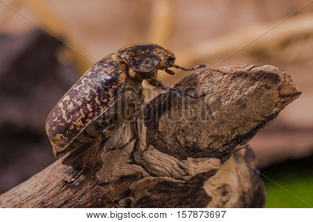 Cockchafer Beetle ( Polyphylla Tonkinensis), Beetle