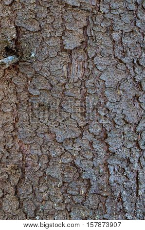 Close up of the rough texture of tree bark suitable for backgrounds and layering with other images.