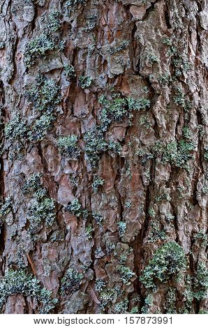 The trunk of pine covered with moss closeup abstract background